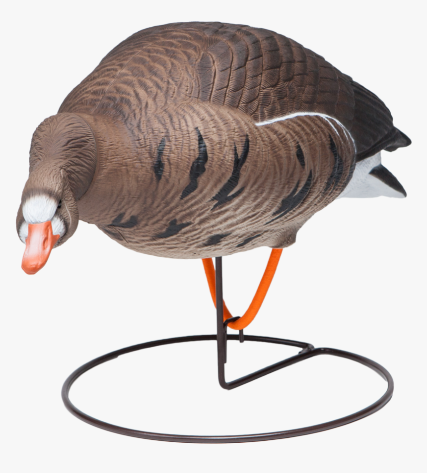 Field Speckle Bellies Left Feeder Goose Hunting Decoy - Turkey, HD Png Download