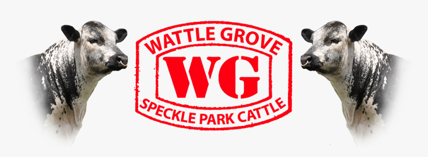 Wattle Grove Speckle Park Logo - Graphic Design, HD Png Download