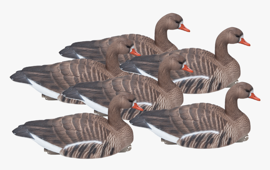 Floating Standard Size Six Pack Of Speckle Bellies - Seaduck, HD Png Download