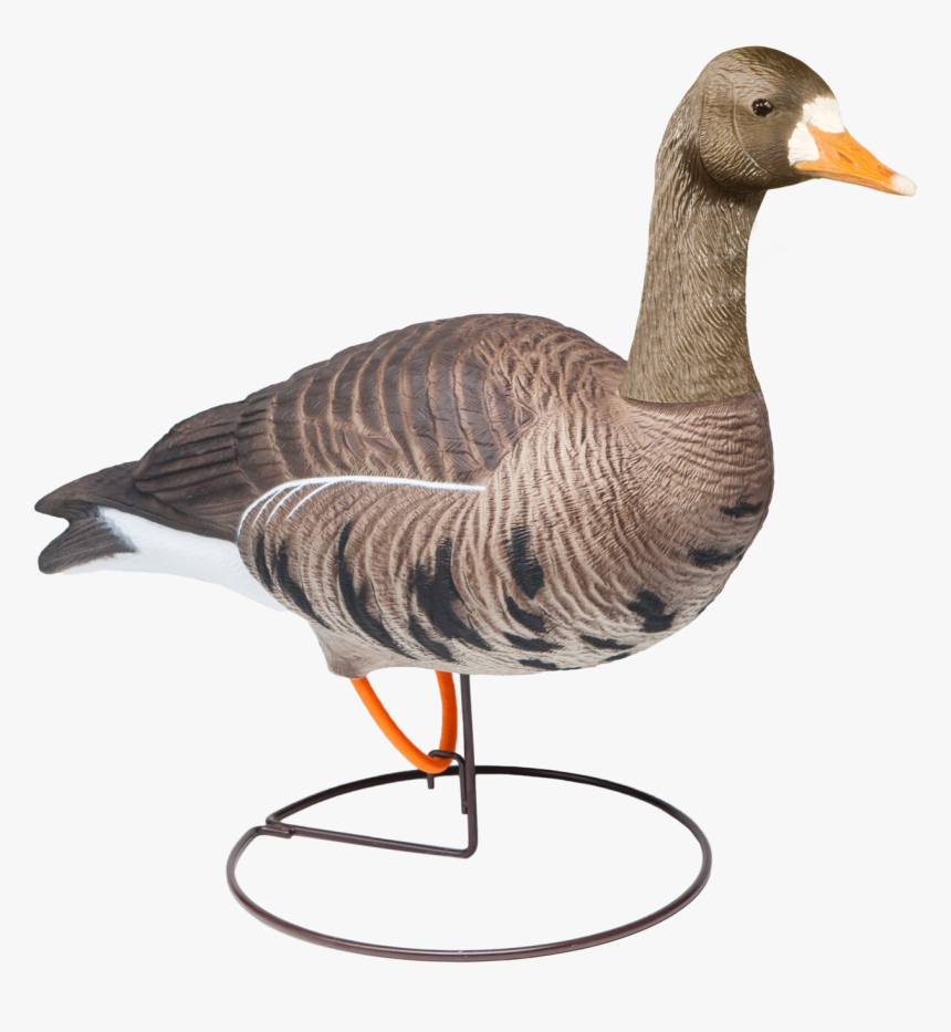 Mallard, HD Png Download