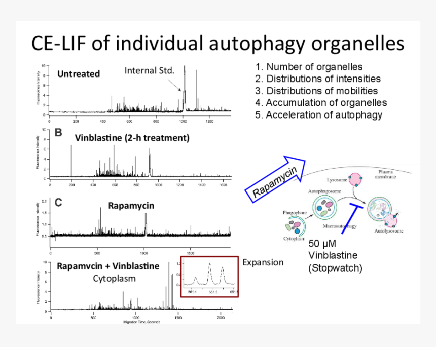 Diagram, HD Png Download
