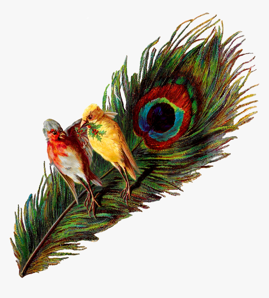 Christmas Birds Peacock Holly Victorian Image Clipart - Vintage Peacock Image Transparent, HD Png Download