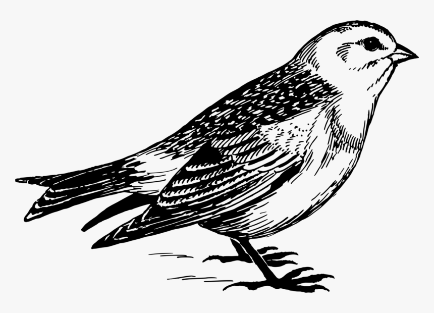 Snow Bunting - Sparrow In Line Drawing, HD Png Download