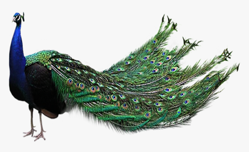 Peacock Png File - Peacock Png, Transparent Png