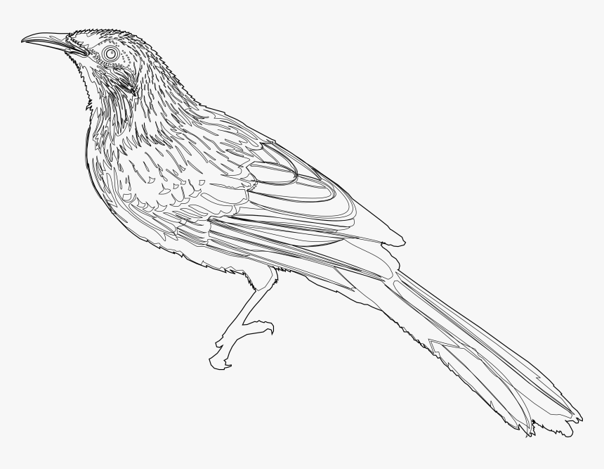 Little Wattlebird Wattlebird Drawing, HD Png Download
