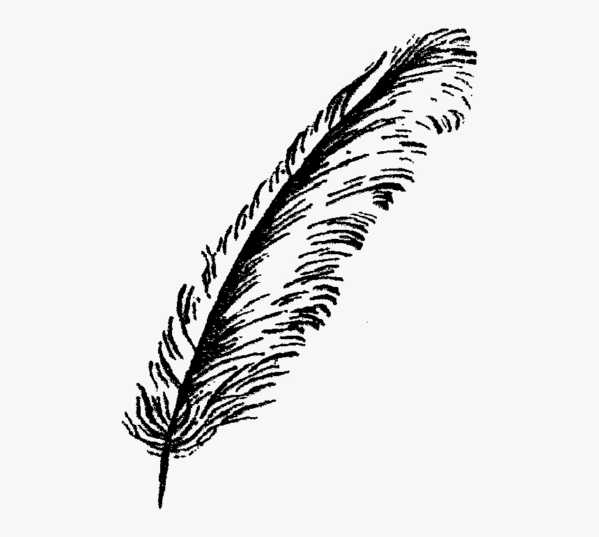 Feather Illustration Image - Bird Feathers Black And White, HD Png Download