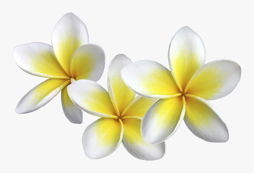 Benefits Of Massage - Spa Massage Png, Transparent Png