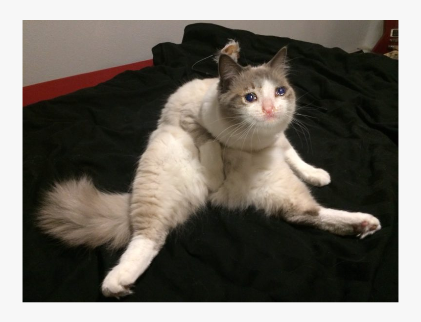 Another Sad Cat - Awkwardly Sitting Cats, HD Png Download