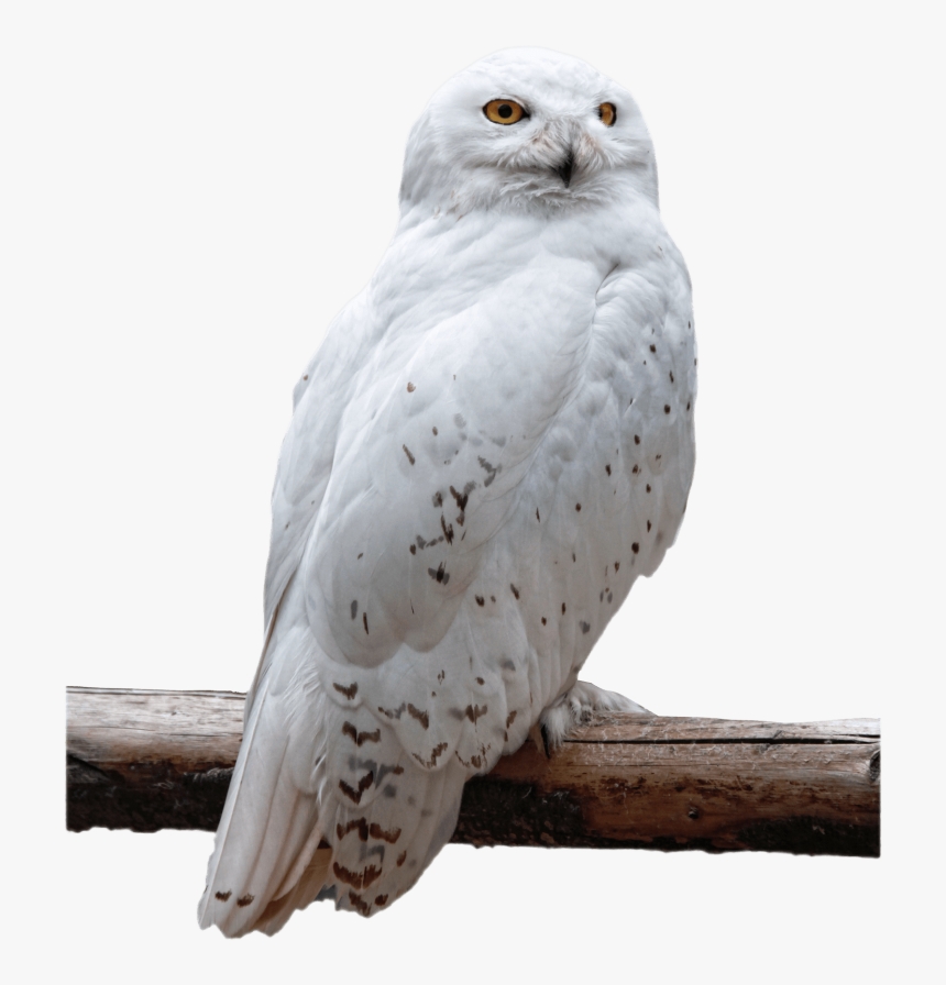 Snowy Owl Png, Transparent Png