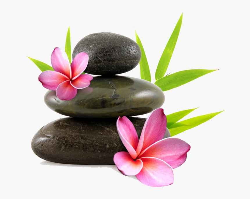 Orchid - Complementary Therapies Of Palliative Care, HD Png Download