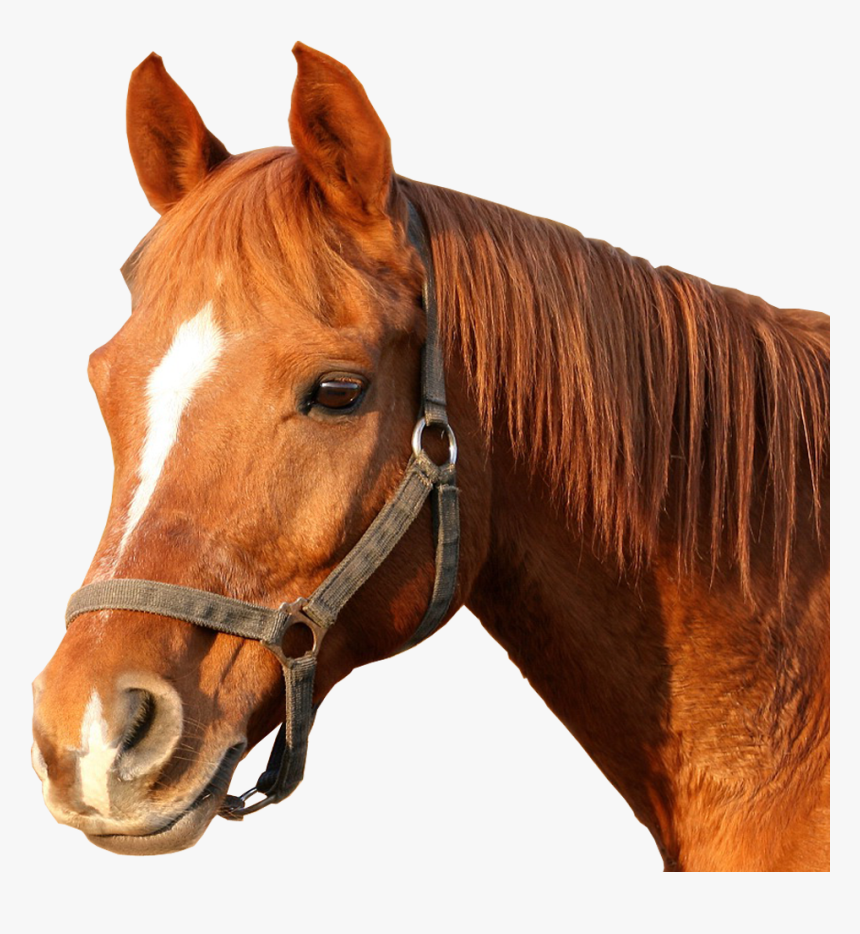 Horse Bridle Horses Head Png Image - Horse Head Png, Transparent Png
