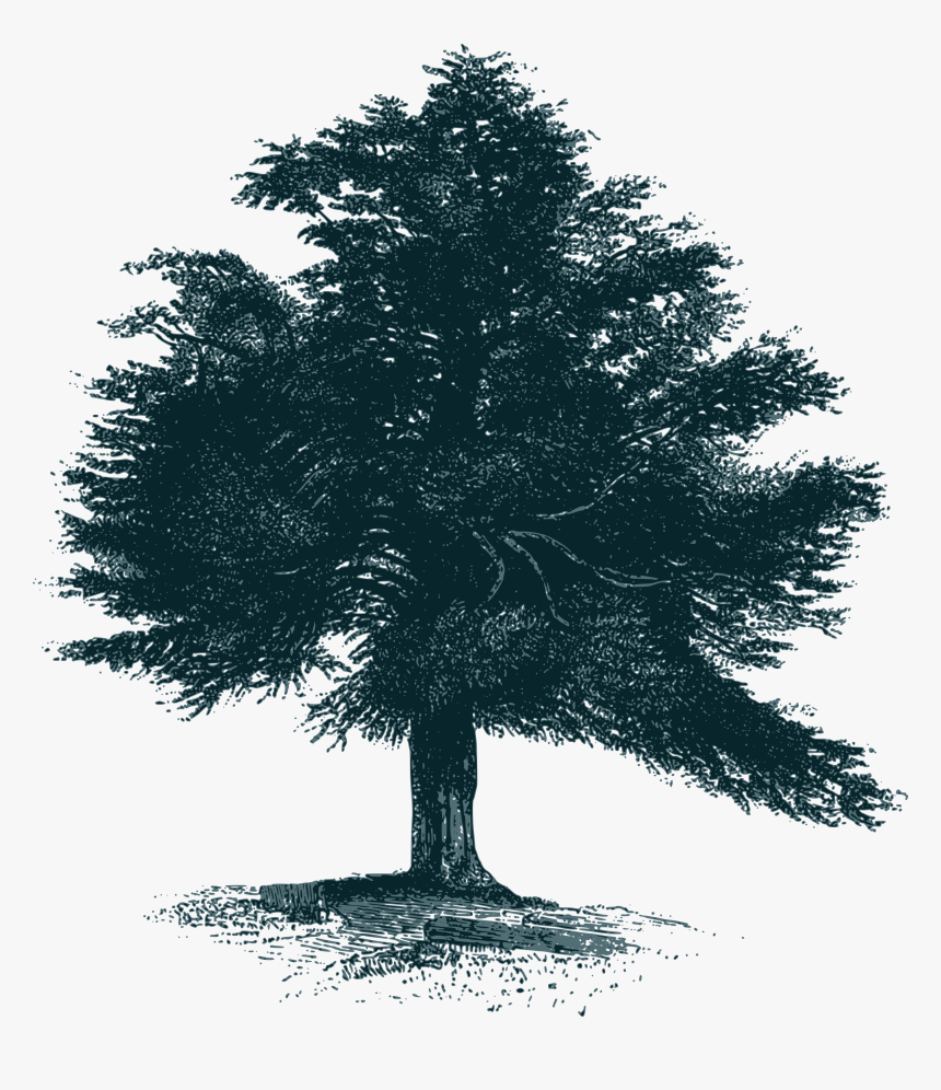Red Pine, HD Png Download