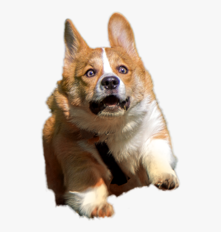Clip Art Corgi Png - Corgi Png, Transparent Png