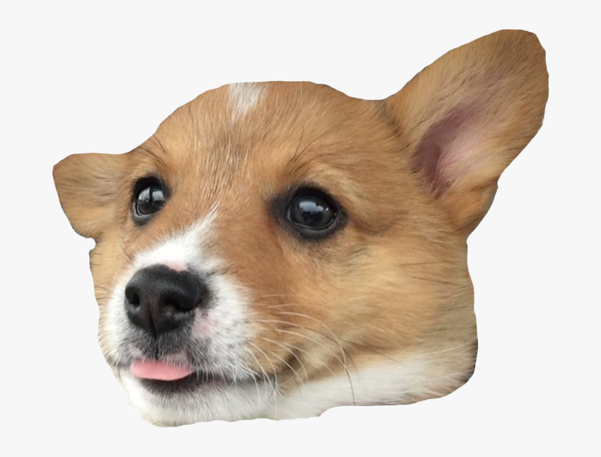 Pembroke Welsh Corgi Cardigan Welsh Corgi Actor Corgi-chihuahua - Corgi Png, Transparent Png