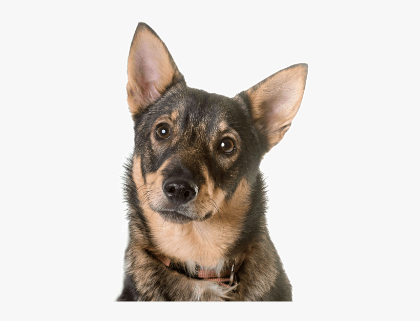 Swedish Vallhund, HD Png Download