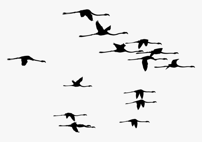 Flamingos, Birds, Silhouette, Flamingo, Animals, Flying - Aşık Noksani Şiirleri, HD Png Download