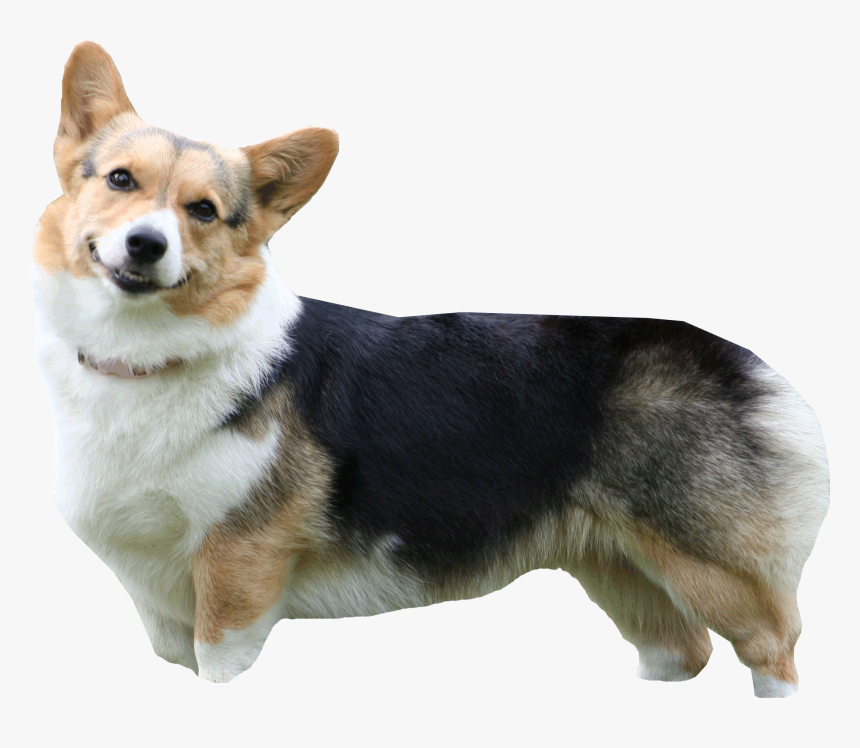 Corgi Livetrace Color - Dog Queen Of England, HD Png Download