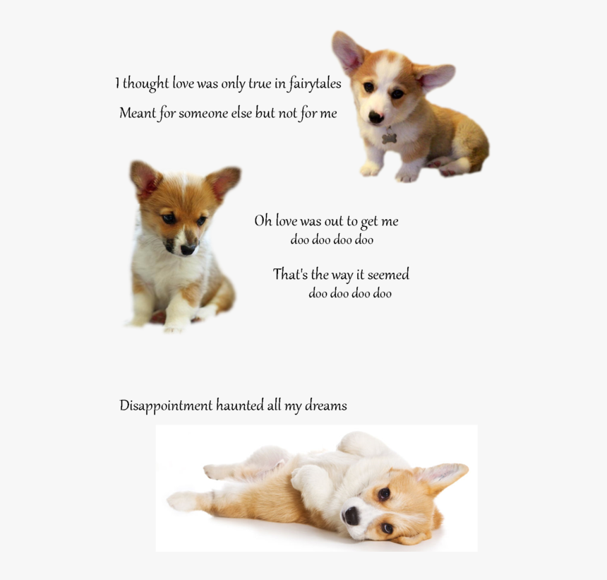 Welsh Corgi Puppies, HD Png Download