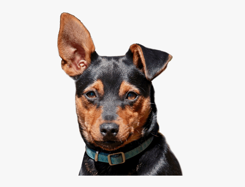 German Pinscher, HD Png Download