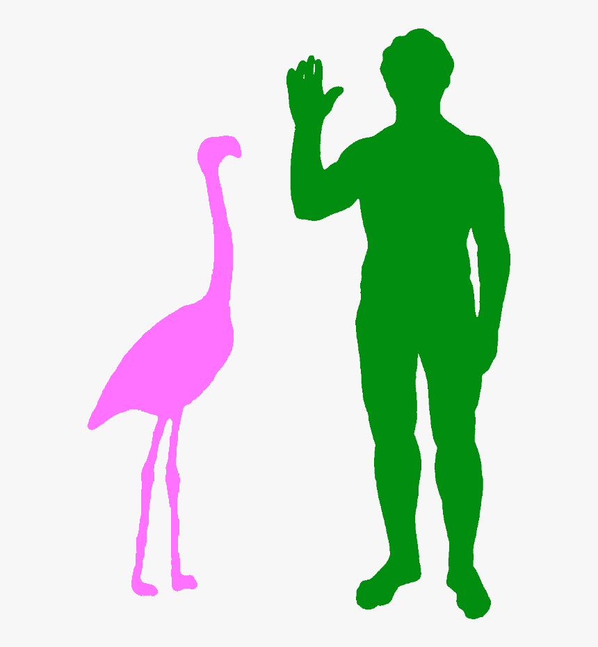Transparent Flamingo Silhouette Png - Flamingo Compared To Human, Png Download