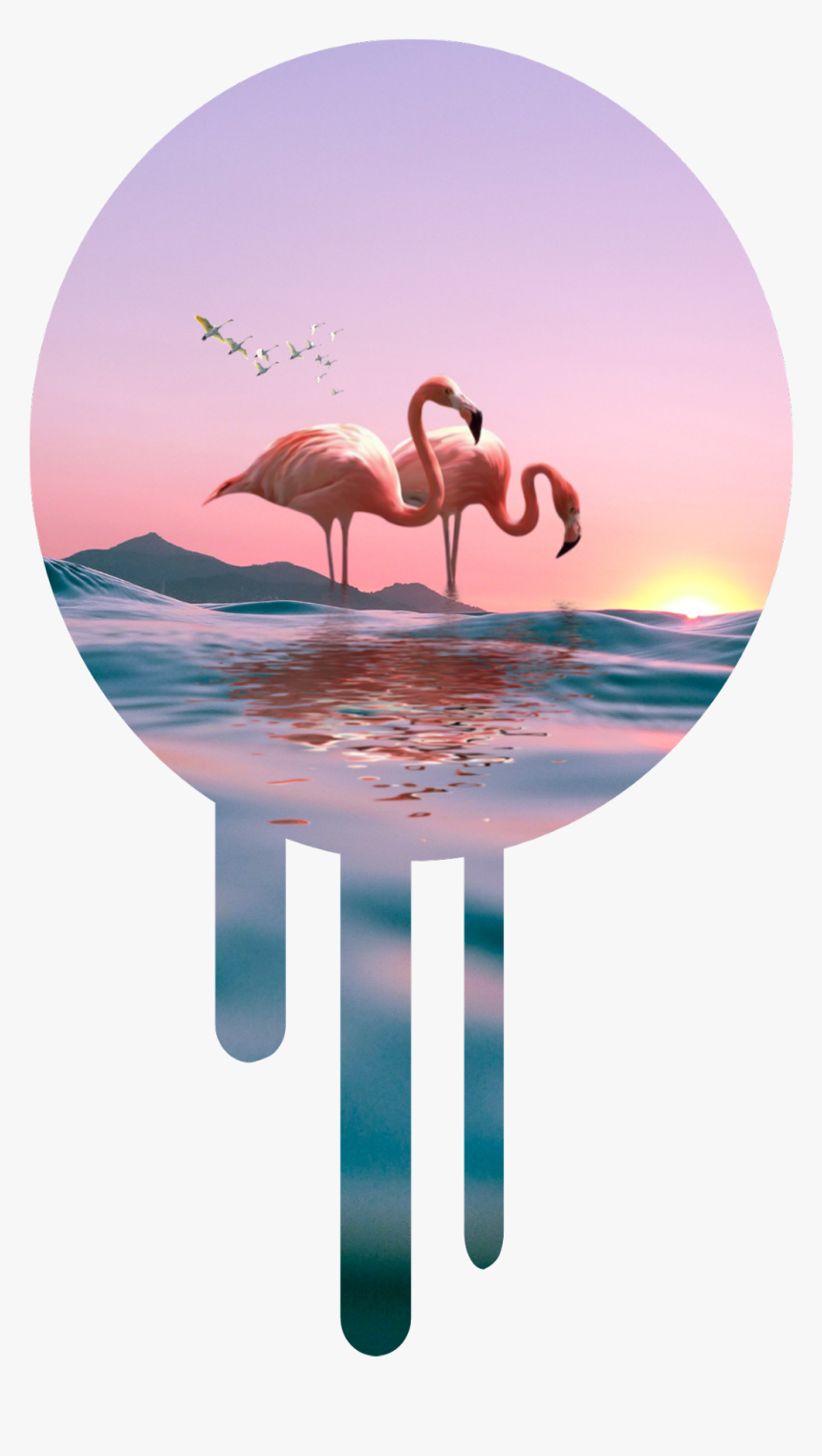 #sticker ##flamingo #pink #laut #sky #awan - Greater Flamingo, HD Png Download