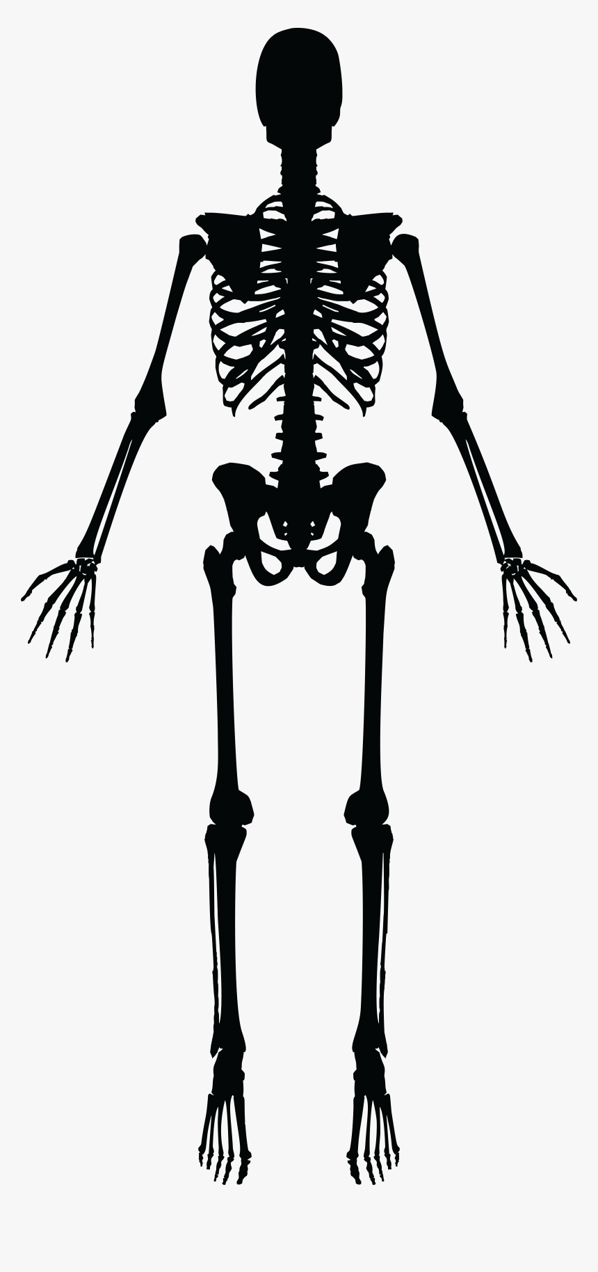 Skeleton Silhouette - Skeleton Clipart Black And White, HD Png Download