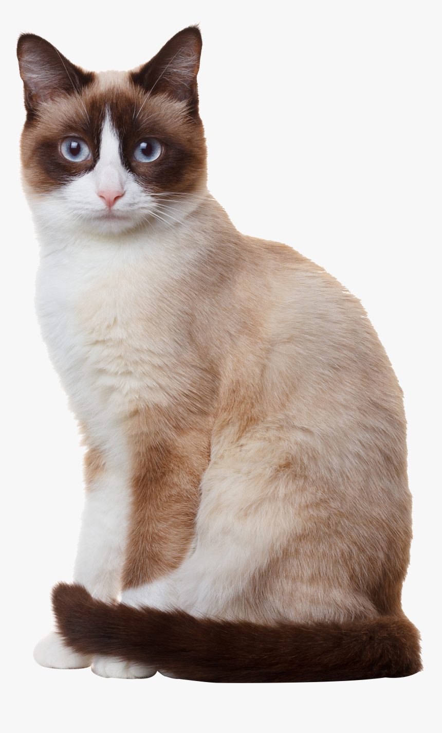 Sitting Siamese Photography Breed Cat Snowshoe Birman, HD Png Download