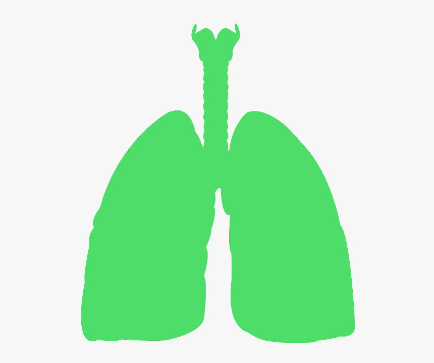 Pulmones Silueta, HD Png Download