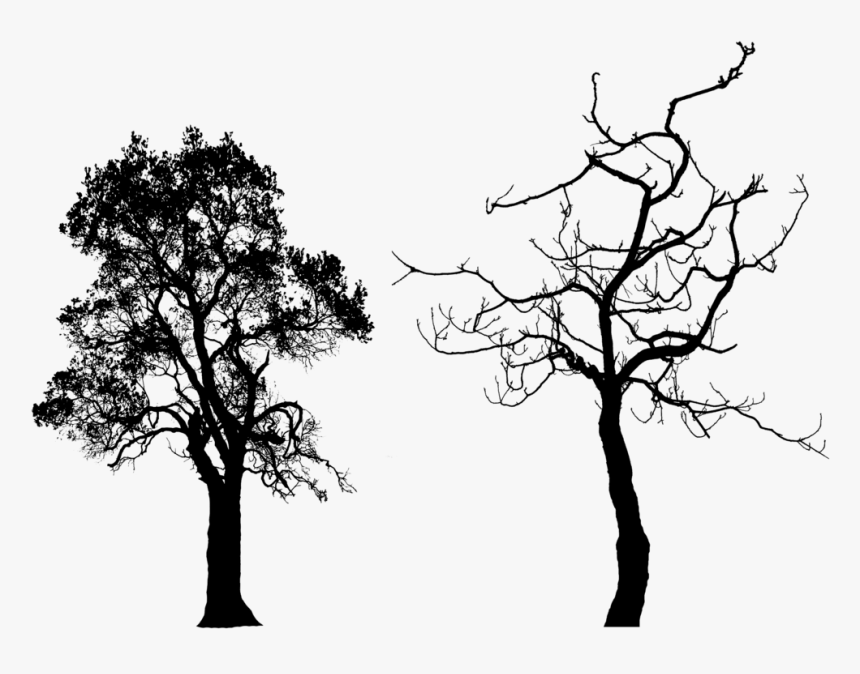 Tree Silhouette Clip Art - My Brother's Peculiar Chicken Summary, HD Png Download