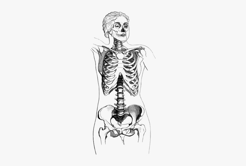 Female Body Skeleton - Skeleton Body, HD Png Download