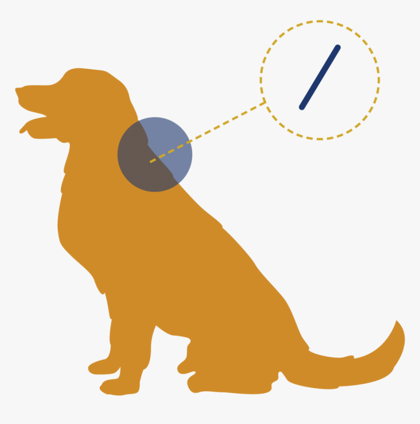 Transparent Jumping Dog Png, Png Download