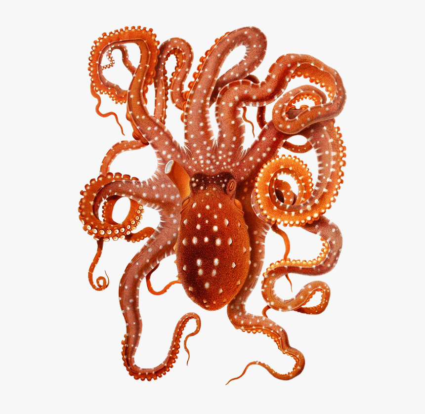 Clip Art Of Big Octopus - Octopus Macropus, HD Png Download