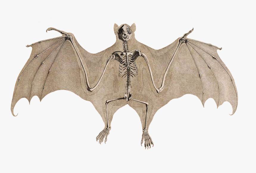 Bat Skeleton - Transparent Background Upside Down Bat Clipart, HD Png Download
