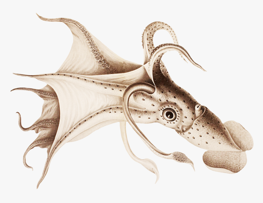 Octopus Drawing - Calamares Ilustracion Cientifica, HD Png Download