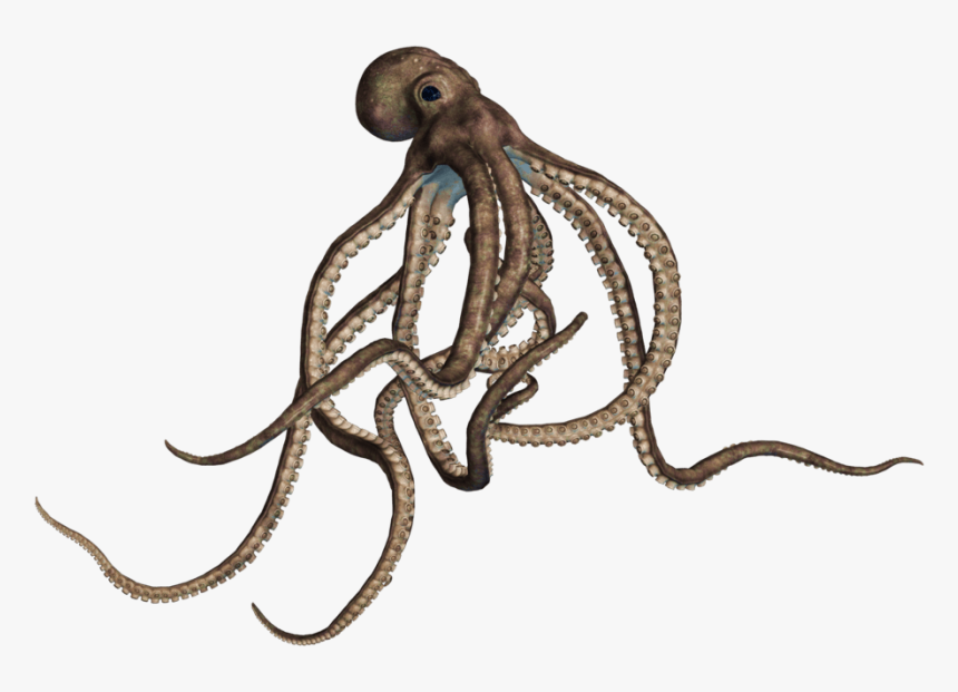 Octopus Large Grey Transparent Png - Octopus Png, Png Download