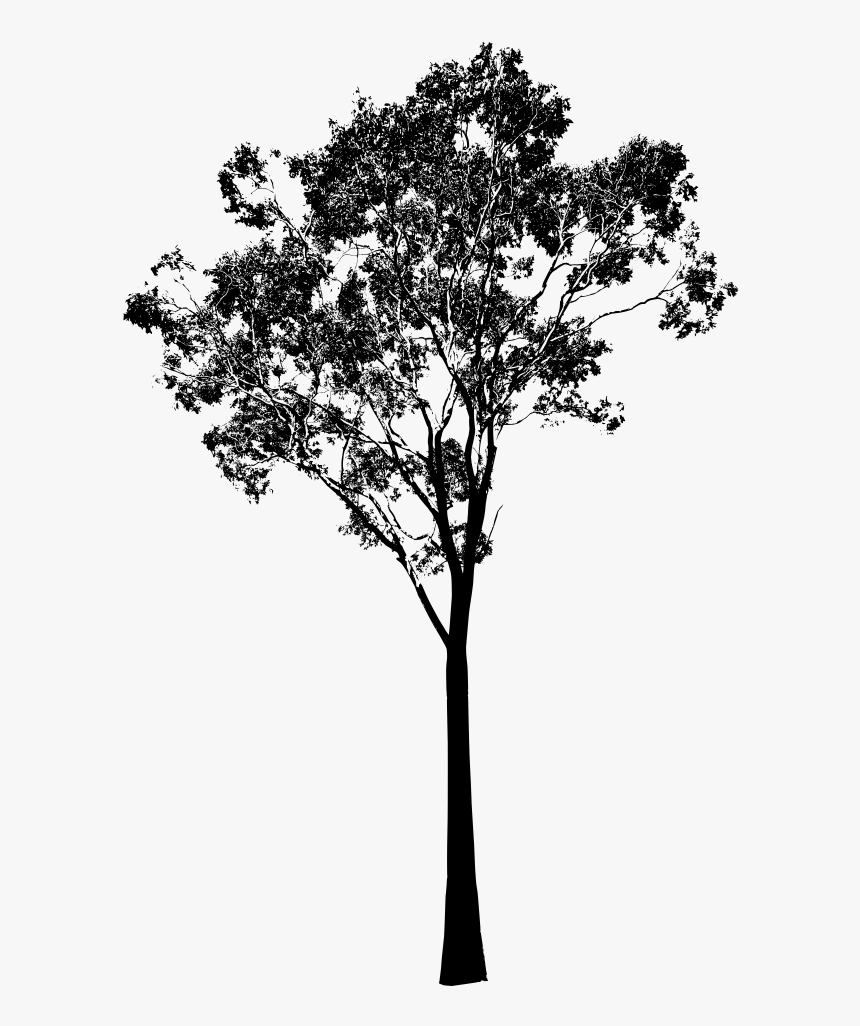 Transparent Tree Clipart Black And White - Eucalyptus Tree Silhouette, HD Png Download