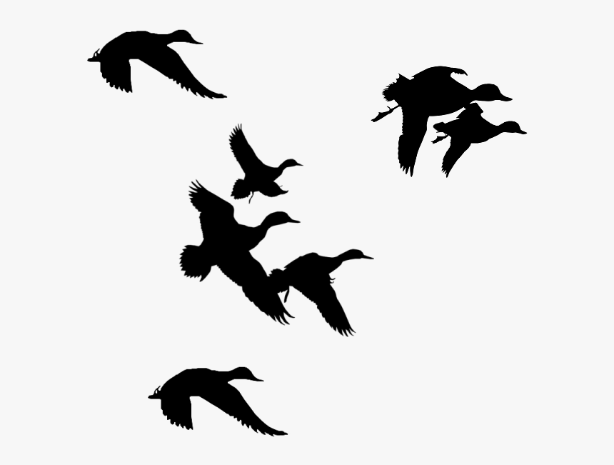 Flock Of Birds Clipart Branch Clip Art - Ducks Flying Silhouette Png, Transparent Png
