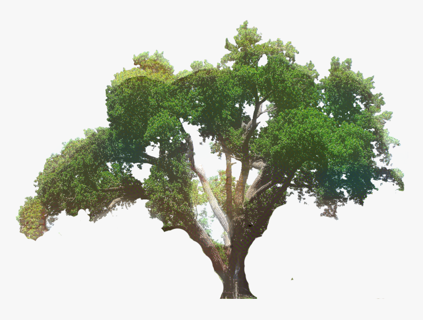 Clip Art Southern Live Oak Tree Portable Network Graphics - Transparent Big Tree, HD Png Download