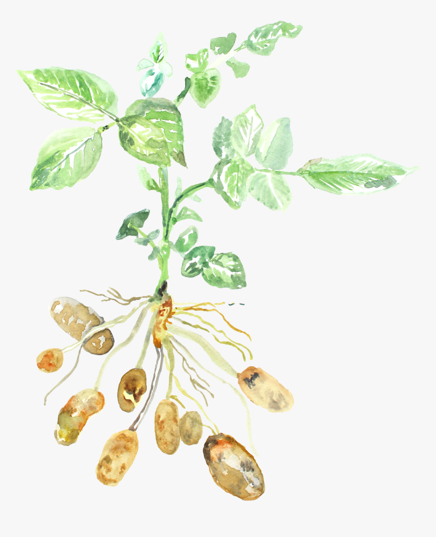 Plant Stem, HD Png Download