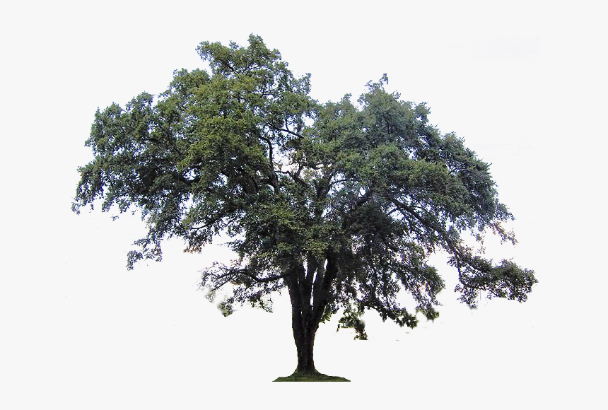 Ulmus Americana Southern Live Oak Tree Crab Clip Art - Live Oak Png, Transparent Png