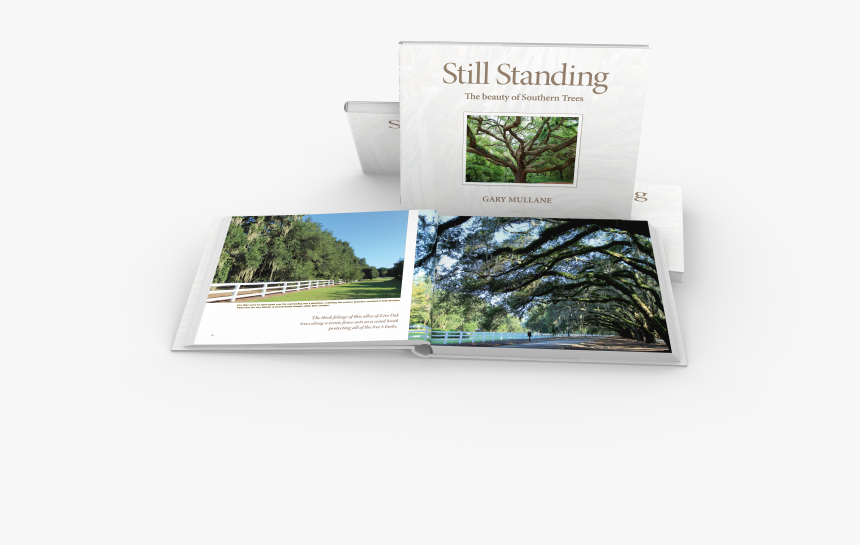 Alley Of Live Oak Trees - Grass, HD Png Download