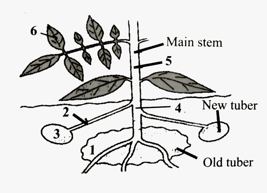 Ulmus Alata, HD Png Download