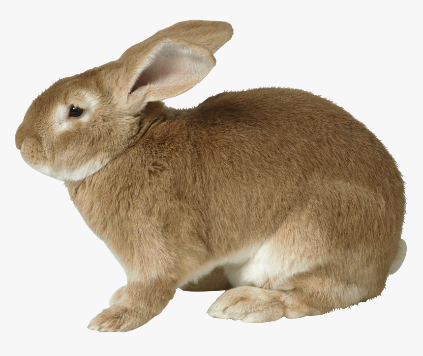 Raccoon Png - Rabbit Png, Transparent Png