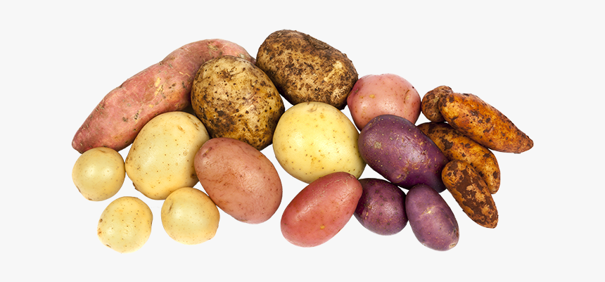 Article Potatoessystem - Different Potatoes, HD Png Download