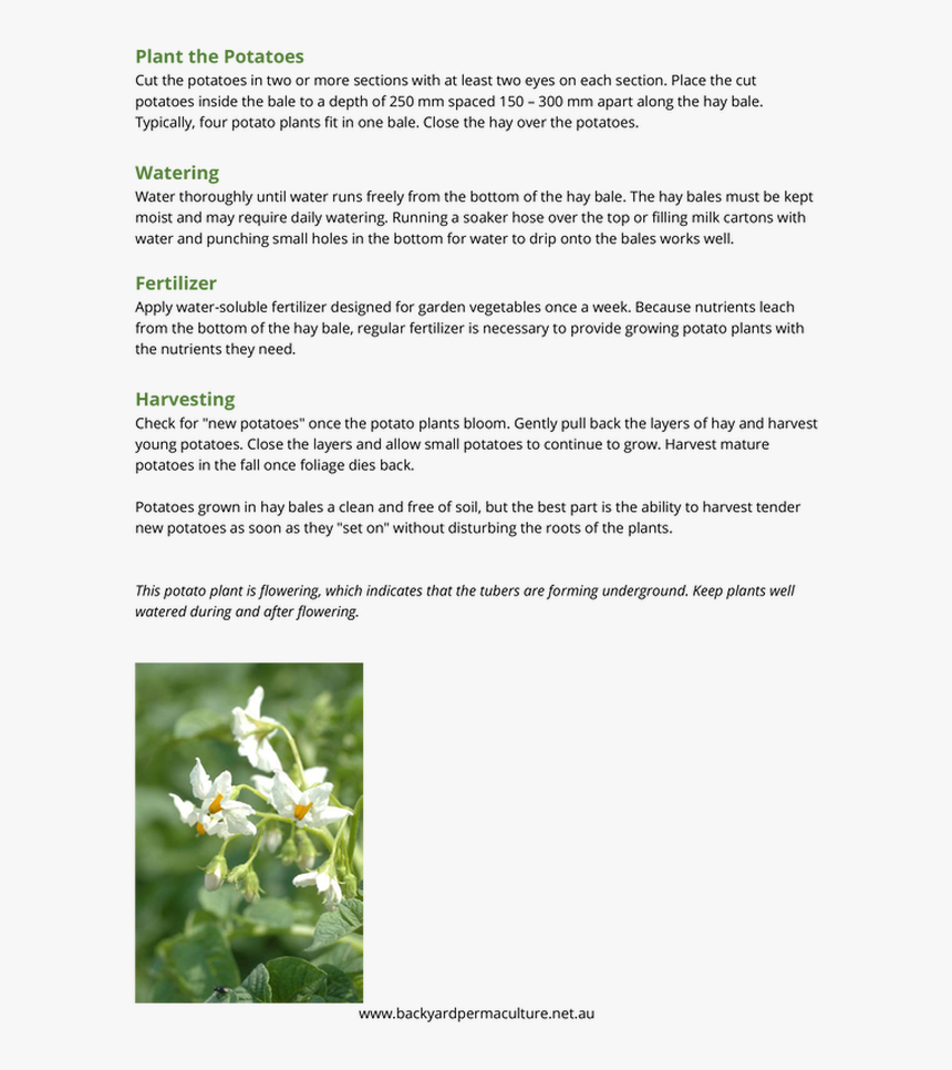 Picture - Honeysuckle, HD Png Download