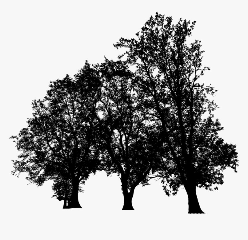 Plant,leaf,california Live Oak - Plane-tree Family, HD Png Download