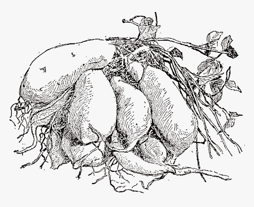 How To Grow Harvest And Store Sweet Potatoes - Line Art, HD Png Download