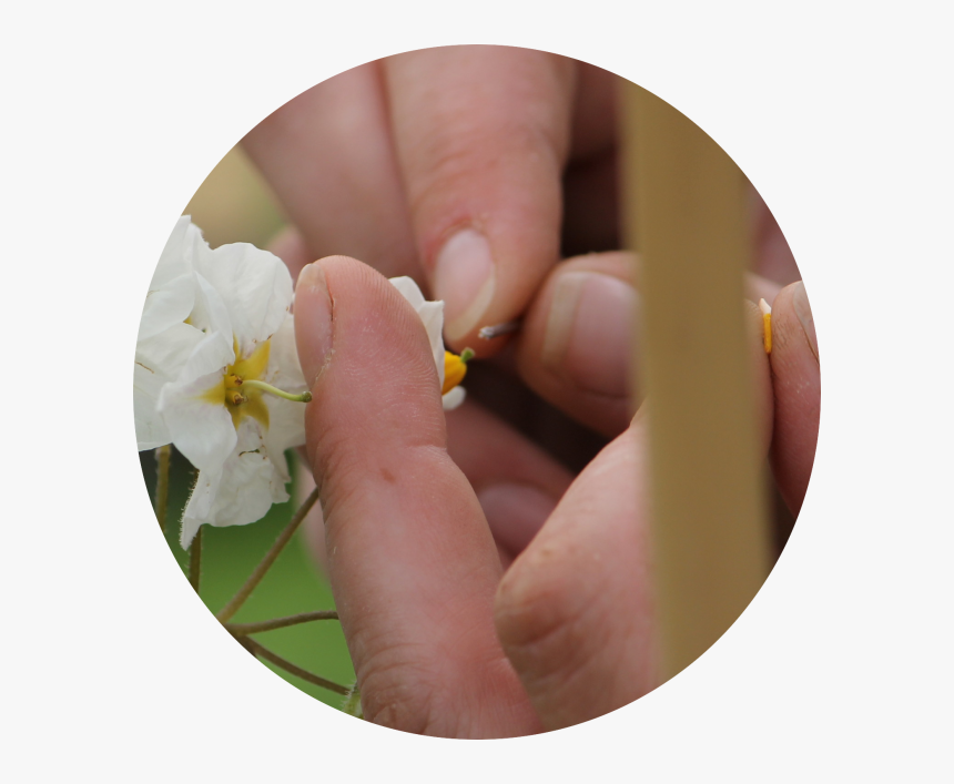 Moth Orchid, HD Png Download