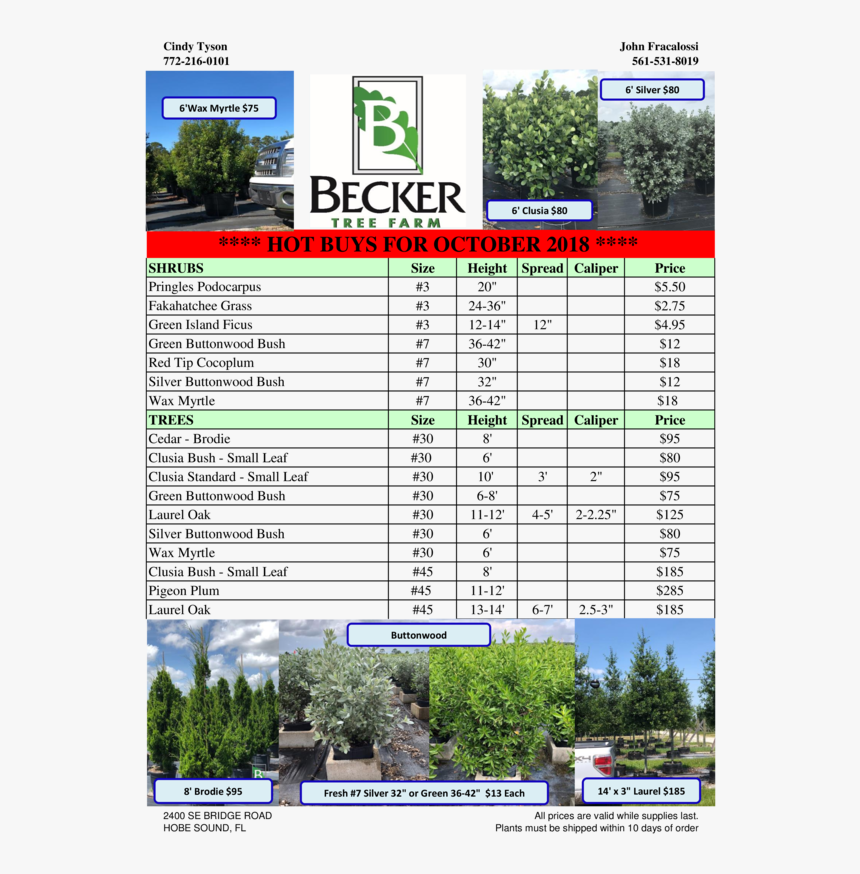 Tree, HD Png Download