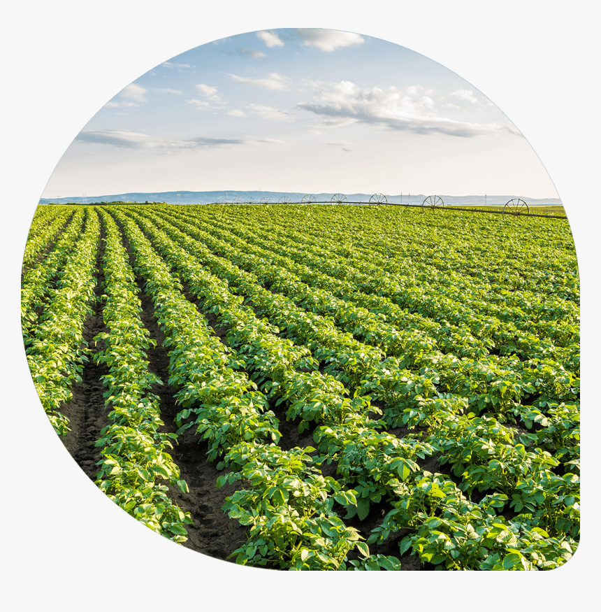 Result - Field Potato, HD Png Download